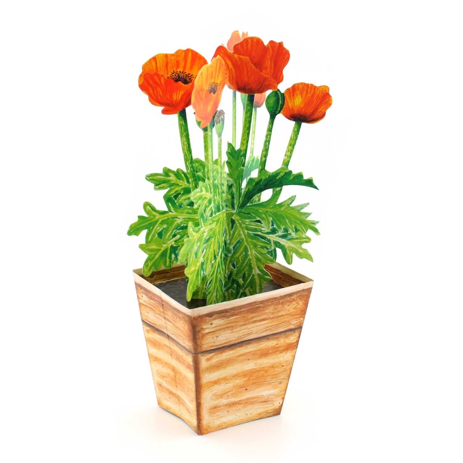 Carte Pot de Fleurs 3D "Coquelicot"