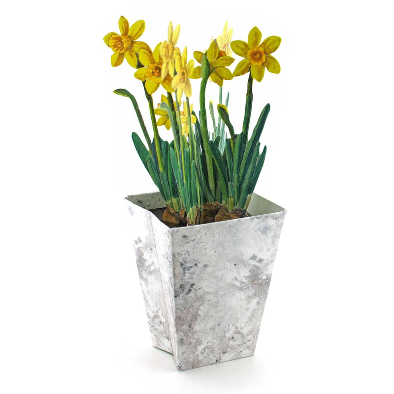 3D flowerpot card "daffodil""narcissus"